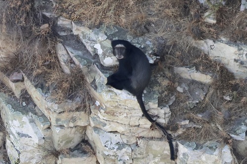 Blue Monkey, Bibala, Angola, photo 9 of 10