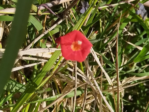 Ipomoea cholulensis, photograph 3