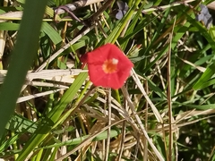 Ipomoea cholulensis, photograph (c) Diego López, some rights reserved (CC BY)