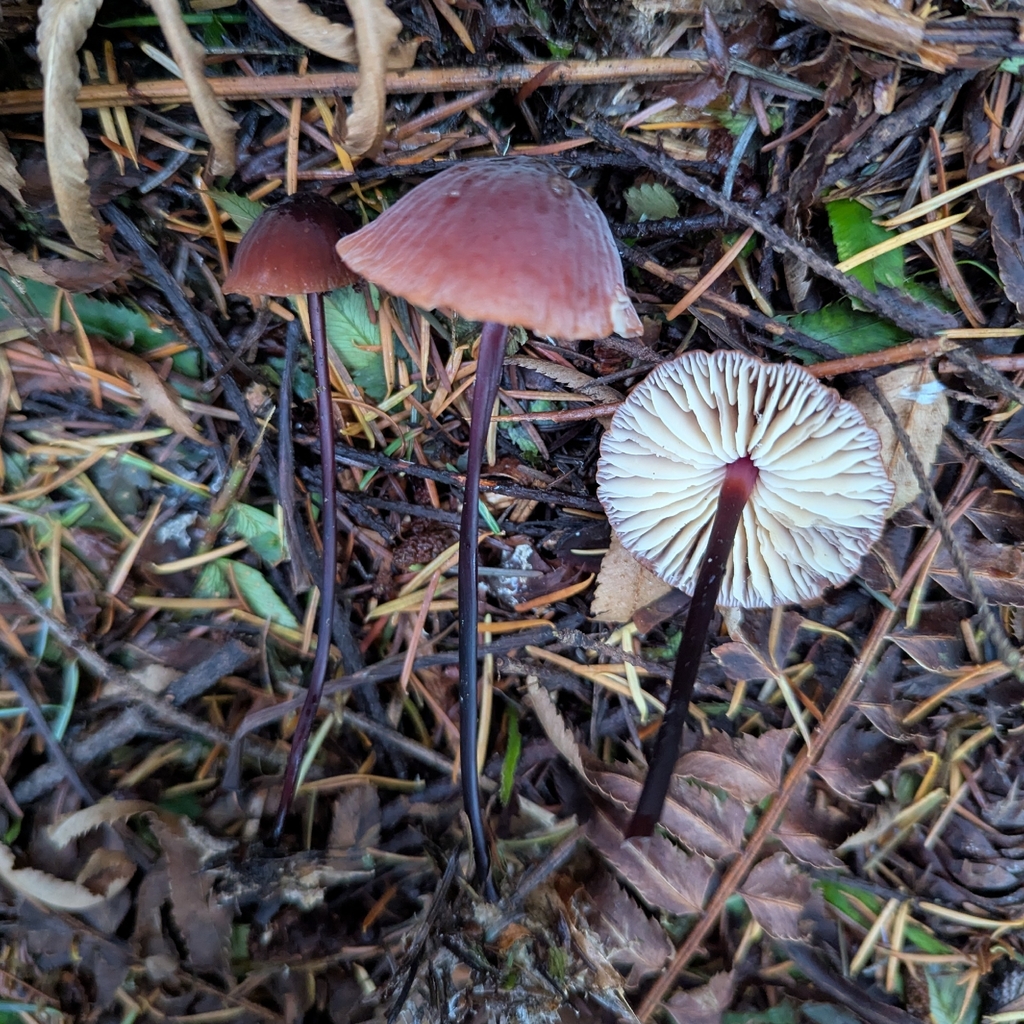 Marasmius plicatulus · November 2025 · photo: © ssquazzo (iNaturalist, cc-by)