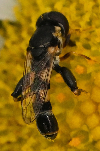 Unknown species found near Shorewood, WI, USA