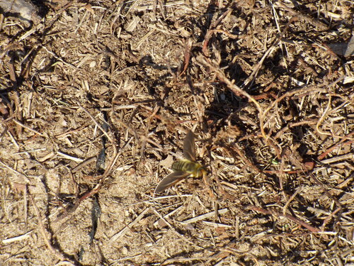 Unknown species found near Lake Dardanelle, Arkansas, USA