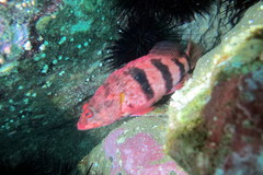 Hypoplectrodes nigroruber