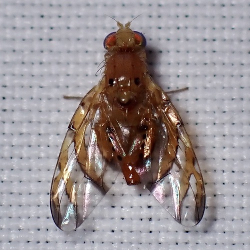 Unknown species found near Poorwill Canyon Ct, Santa Cruz County, AZ, USA