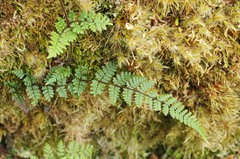 Hypolepis rufobarbata