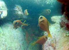 Pempheris compressa