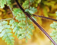 Hypolepis rufobarbata