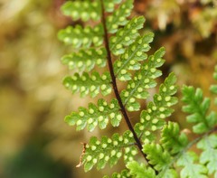 Hypolepis rufobarbata