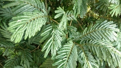 Paraserianthes