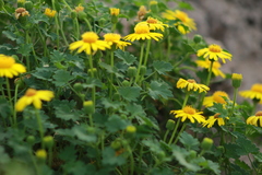 Perityle leptoglossa