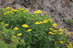 Perityle leptoglossa