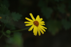 Perityle leptoglossa