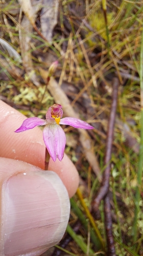 fairy orchid (Caladenia alata)
