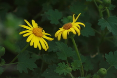 Perityle leptoglossa