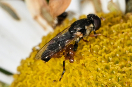 Unknown species found near Shorewood, WI, USA