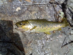 Sicilian Trout photo 1