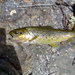 Mediterranean Trout - Photo (c) Stefano Porcellotti, some rights reserved (CC BY-SA)
