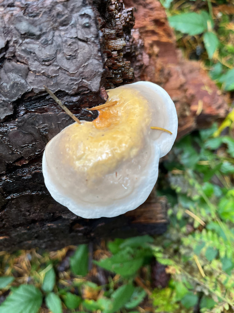 Fomitopsis mounceae · October 2025 · photo: © thesteady (iNaturalist, cc-by)
