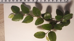 Nothofagus × solfusca