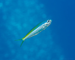 Blue Knifefish photo 2