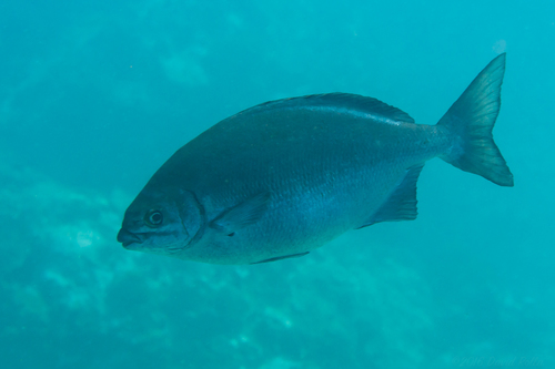 Yellow sea chub (Kyphosus lutescens) — Kyphosidae — 5