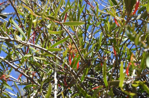 northern mistletoe