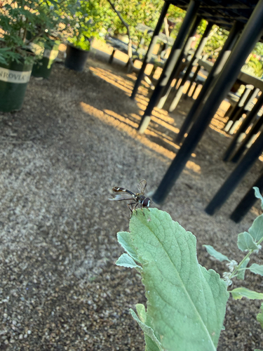 Unknown species found near Maricopa County, US-AZ, US