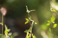 Bursera laxiflora