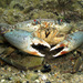 Mud Crab - Photo (c) Sascha Schulz, some rights reserved (CC BY-NC), uploaded by Sascha Schulz