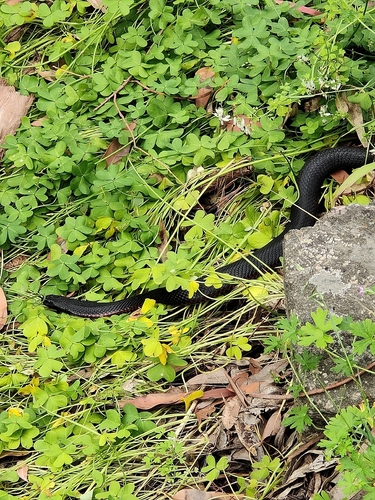 Red-bellied Black Snake sighting