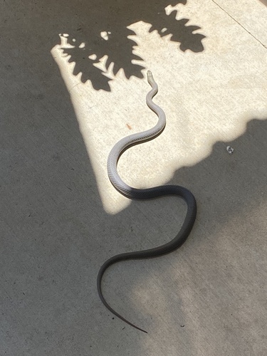 Australian Elapids (inc. Sea Snakes) sighting