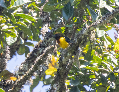 Usambara Weaver (Ploceus nicolli), photo 5