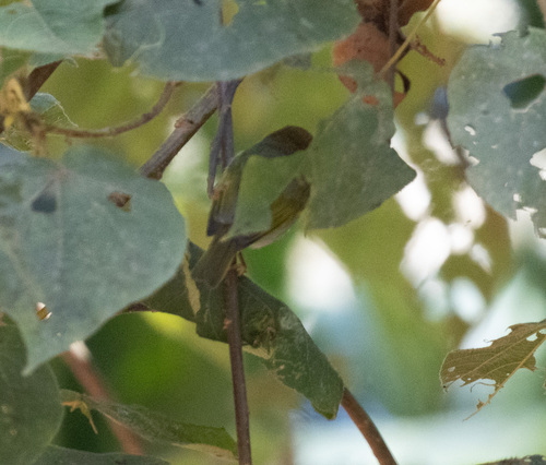 Red-capped Forest Warbler (Artisornis metopias), photo 10