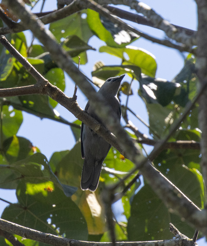 Grey Cuckooshrike (Ceblepyris caesius), photo 6