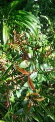 Cerisier De La Jamaïque (Syzygium paniculatum)