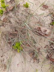 Eragrostis interrupta