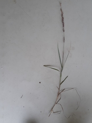 Eragrostis interrupta