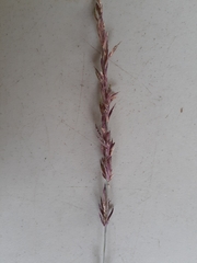 Eragrostis interrupta
