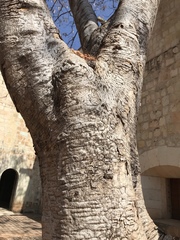 Leucaena leucocephala