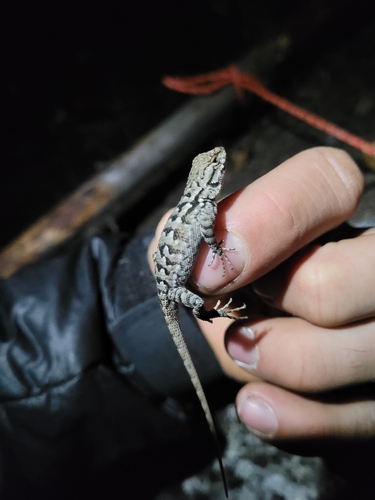 iNaturalist observation photo of Western Fence Lizard