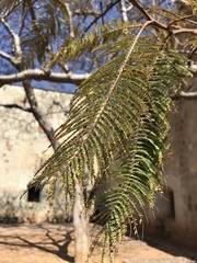 Leucaena leucocephala