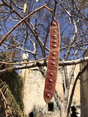 Leucaena leucocephala