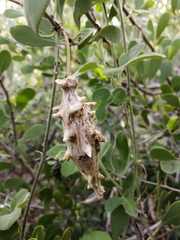 Dictyanthus