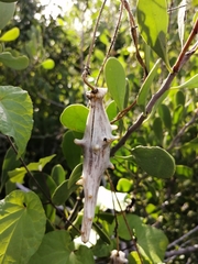 Dictyanthus