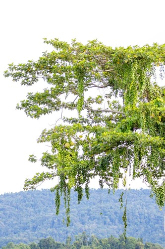 Alsomitra macrocarpa, photograph 1