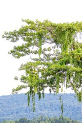 Alsomitra macrocarpa, photograph author not stated, no rights reserved