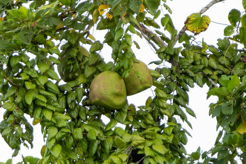 Alsomitra macrocarpa (Alsomitra macrocarpa)