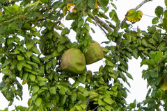 Alsomitra macrocarpa