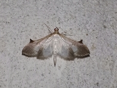 Eulepte