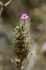 Ruellia inundata